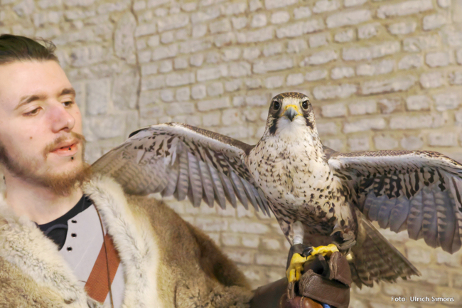 Yannis Moosmann mit Sakerfalke Carima